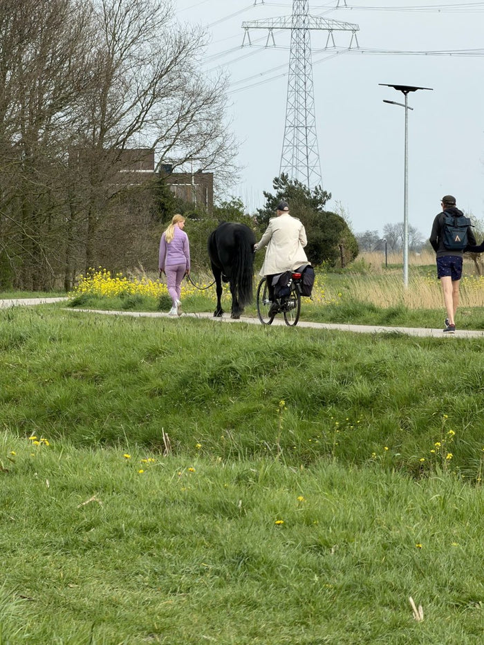 People walking a horse along a grassy path in the evening
