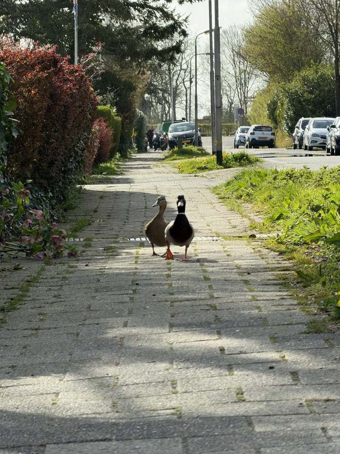 Two ducks walking down a village path