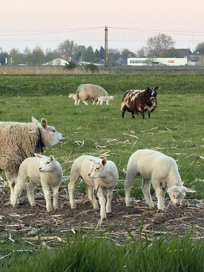 Ewes and lambs in a spring meadow
