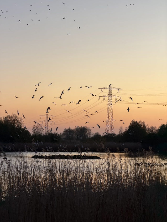 A flock of birds over reeds at dusk