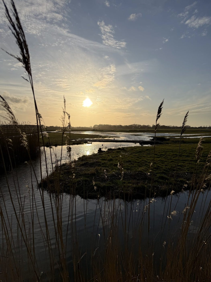 Reeds and open water at dusk in the Frisian countryside