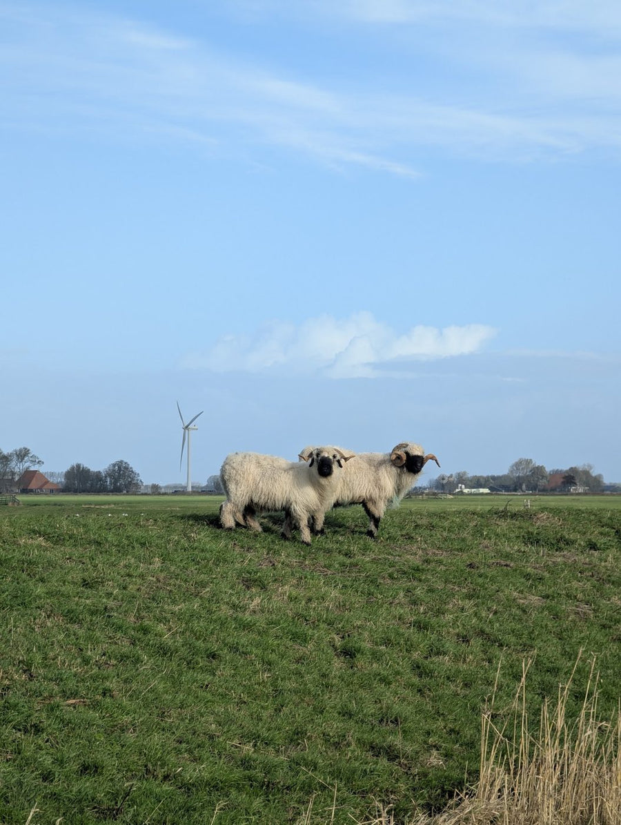 Sheep in a green Frisian meadow under a blue sky